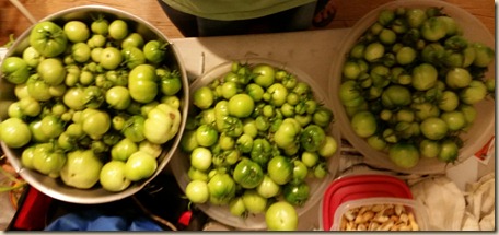 26 ibs of green tomatoes